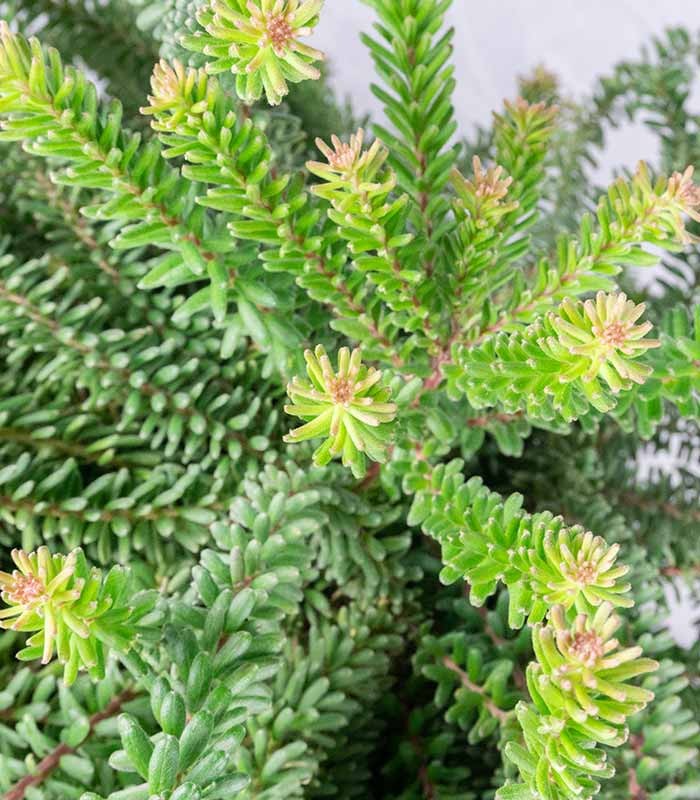 Grevillea lanigera