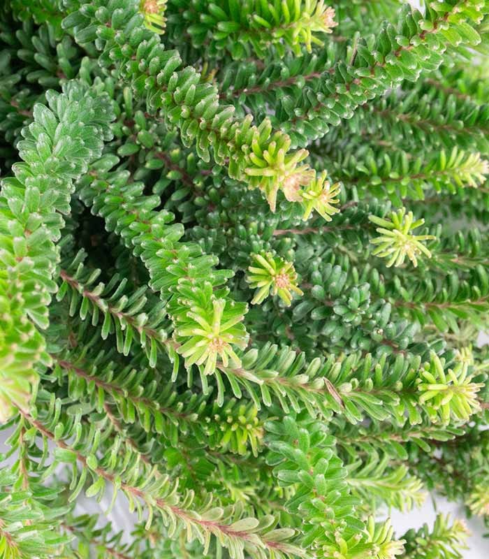 Grevillea lanigera