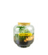 Mix piante in terrario "Let’s grow"