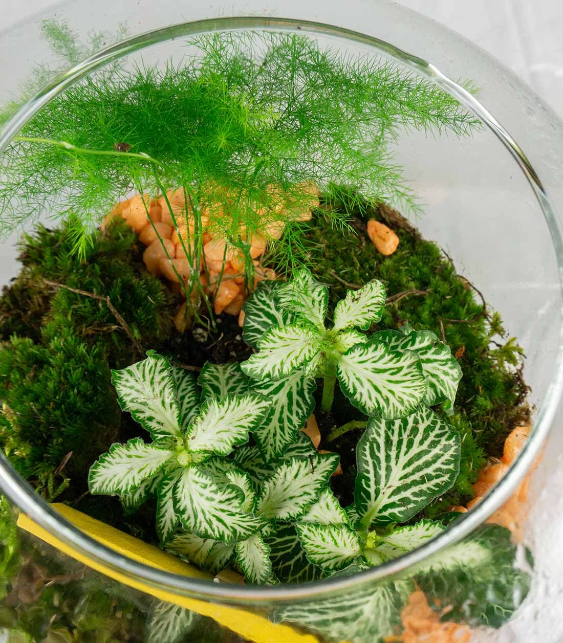 Mix piante in terrario "Let’s grow"
