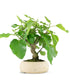 Ficus Carica esemplare 1 | 12 anni