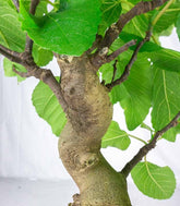 Ficus Carica esemplare 1 | 12 anni