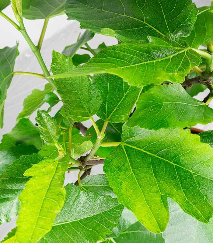 Ficus Carica esemplare 1 | 12 anni