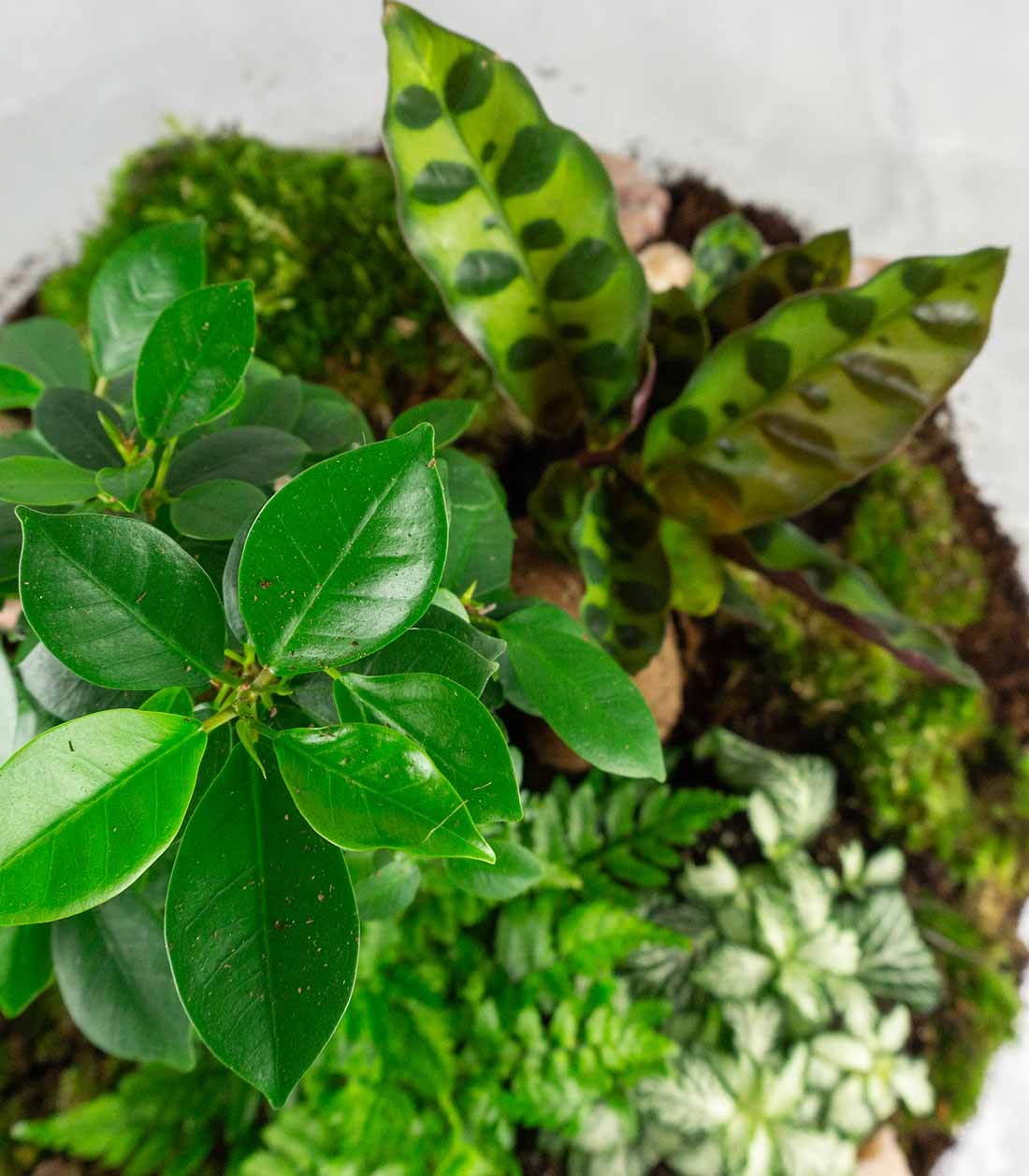 Terrario Bonsai di ginseng