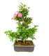 Azalea bonsai (Rhododendron spp.)