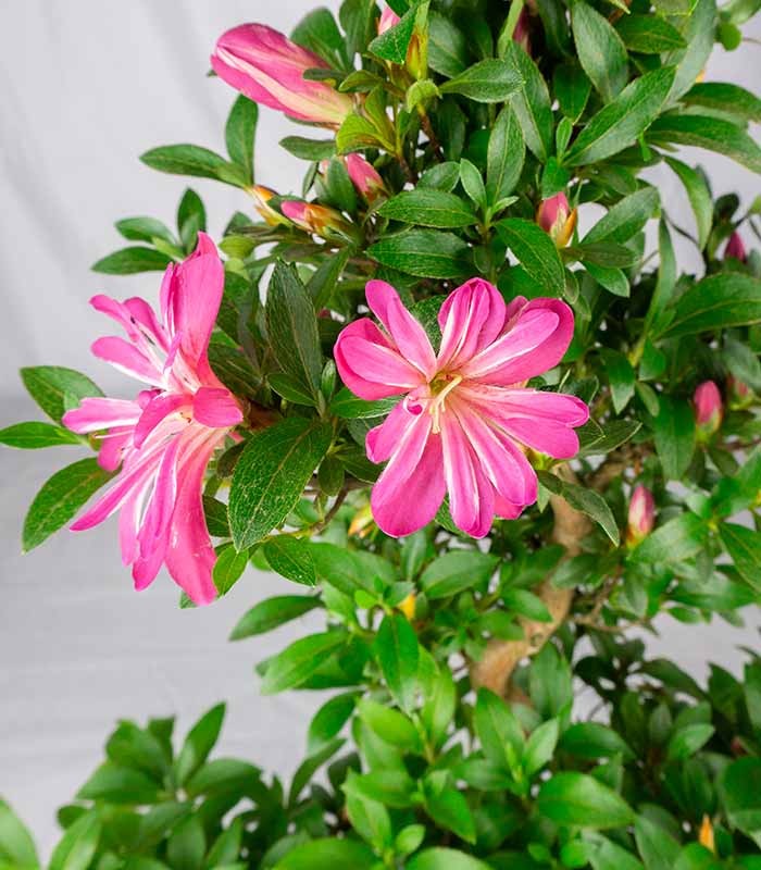 Azalea bonsai (Rhododendron spp.)