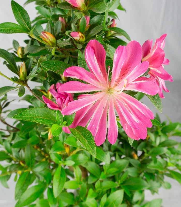 Azalea bonsai (Rhododendron spp.)