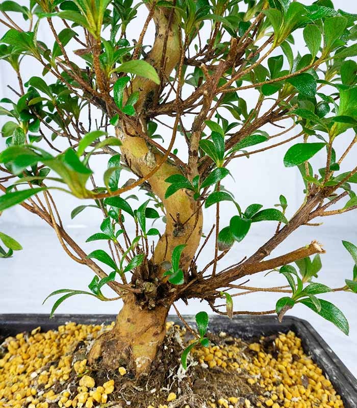 Azalea bonsai (Rhododendron spp.)