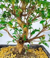 Azalea bonsai (Rhododendron spp.)