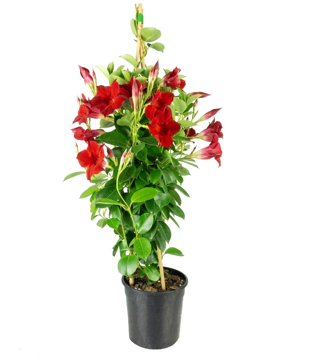 Dipladenia