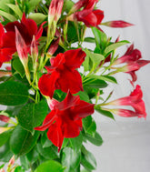 Dipladenia