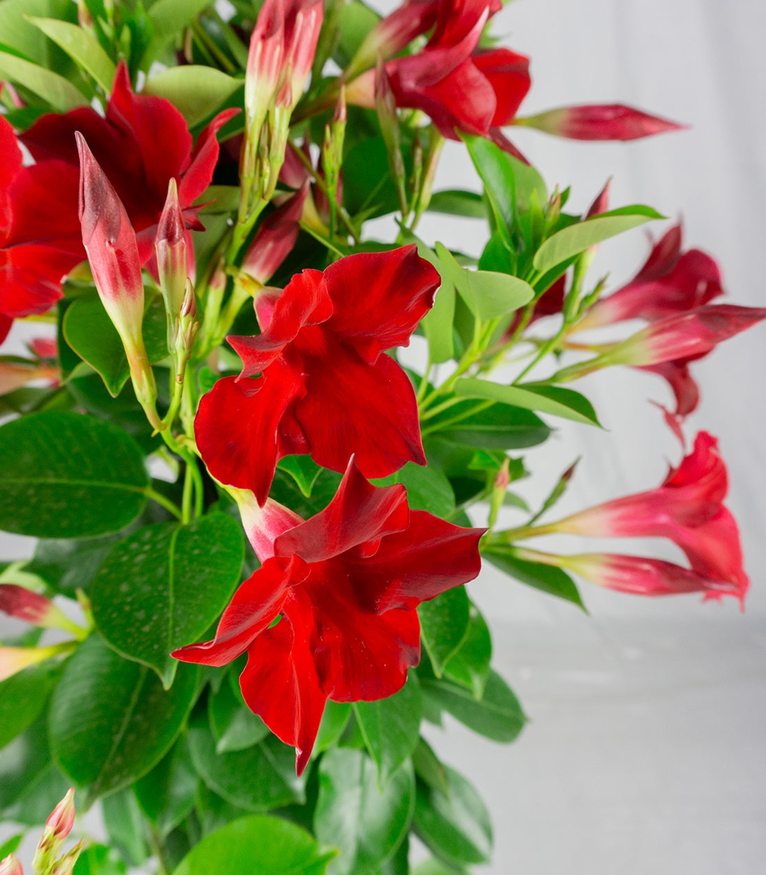 Dipladenia