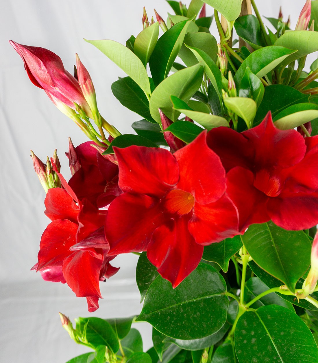 Dipladenia