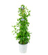 Plumbago