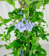 Plumbago