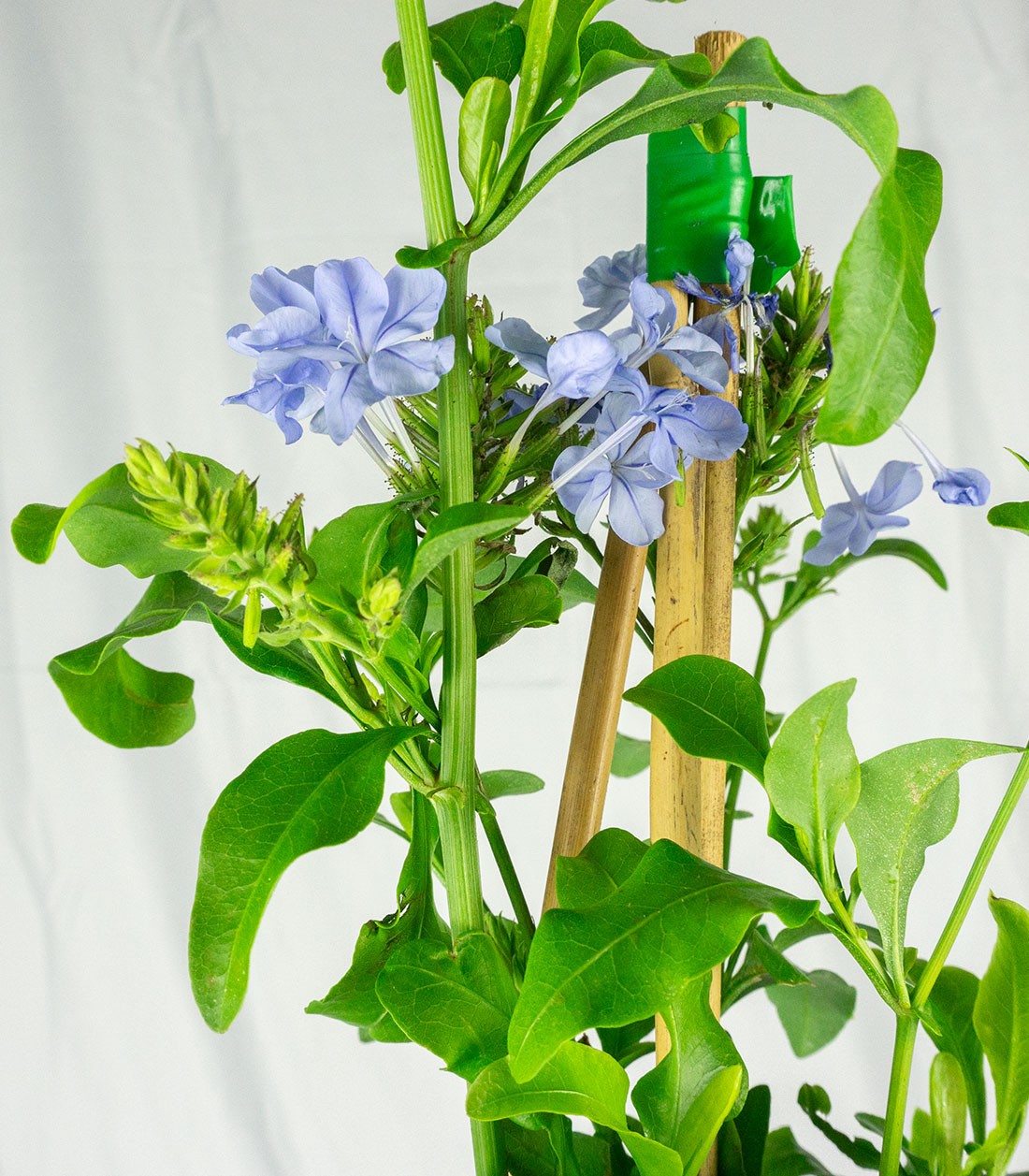 Plumbago