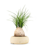 Beaucarnea Nolina
