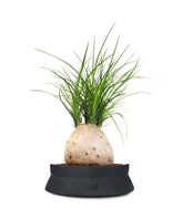 Beaucarnea Nolina