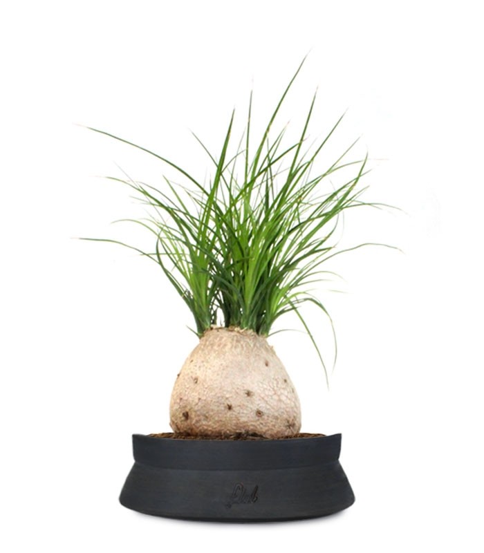 Beaucarnea Nolina