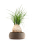 Beaucarnea Nolina