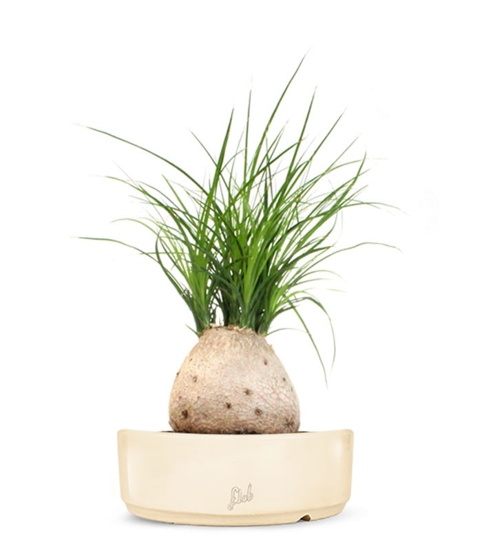 Beaucarnea Nolina