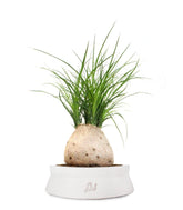 Beaucarnea Nolina