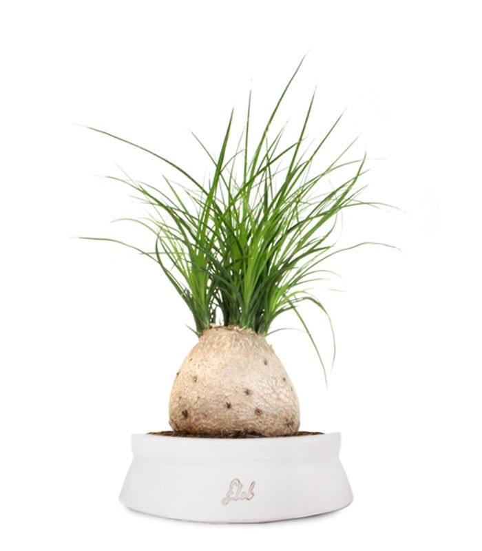Beaucarnea Nolina