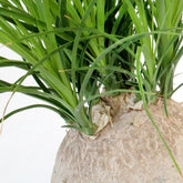 Beaucarnea Nolina
