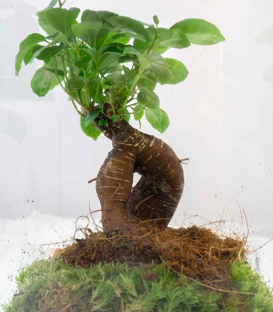 Ficus Ginseng in terrario 26 cm