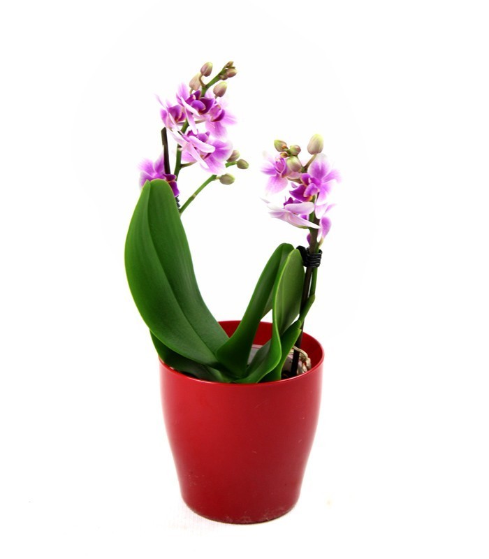Orchidea rosa vaso rosso
