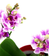 Orchidea rosa vaso rosso