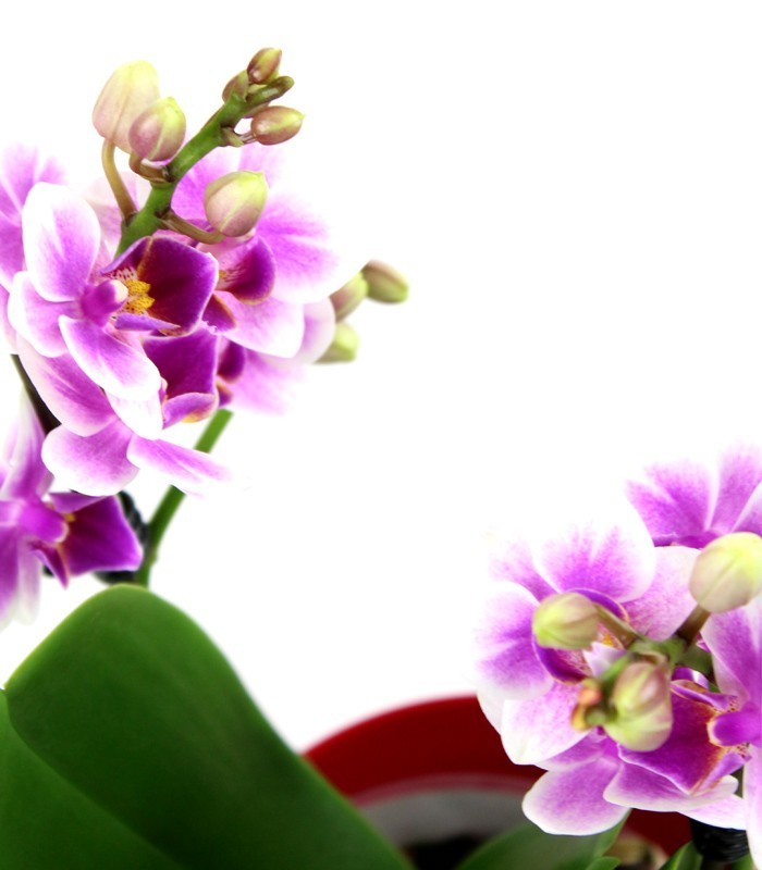 Orchidea rosa vaso rosso