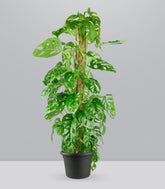 Filodendro Monstera Monkey Mask