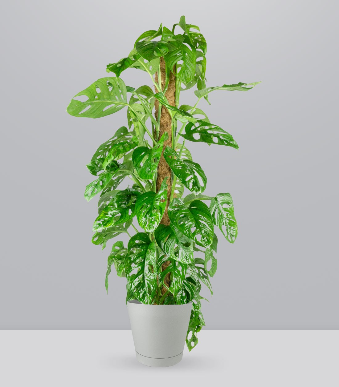 Filodendro Monstera Monkey Mask