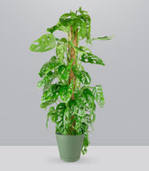 Filodendro Monstera Monkey Mask