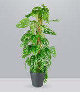 Filodendro Monstera Monkey Mask