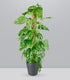 Filodendro Monstera Monkey Mask