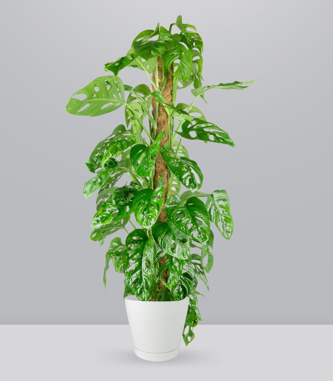 Filodendro Monstera Monkey Mask