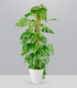 Filodendro Monstera Monkey Mask