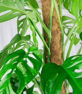 Filodendro Monstera Monkey Mask