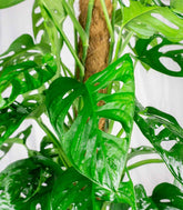 Filodendro Monstera Monkey Mask