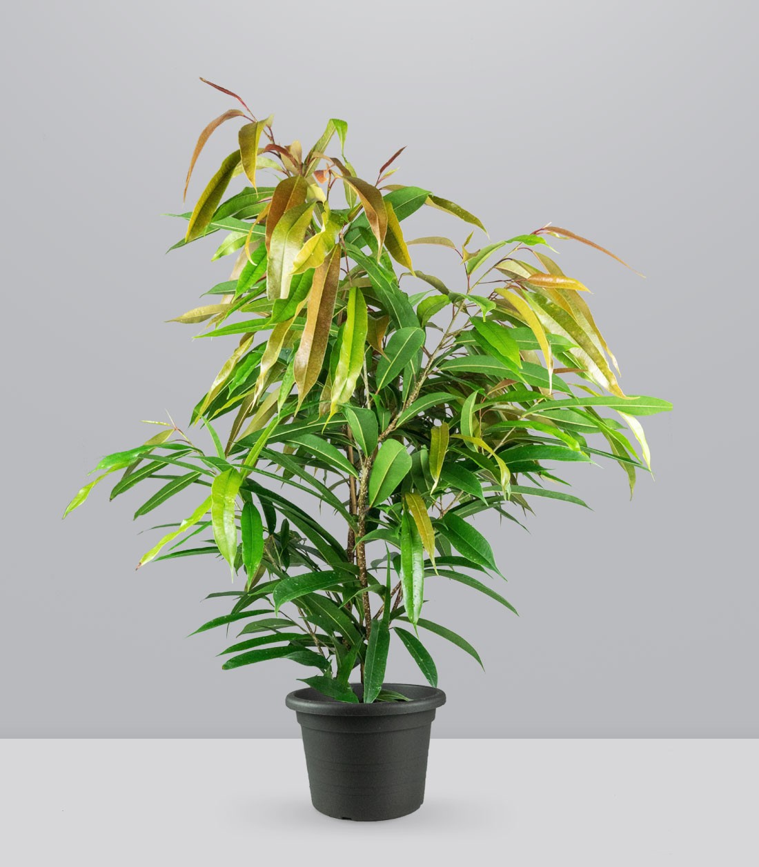 Ficus Amstel King