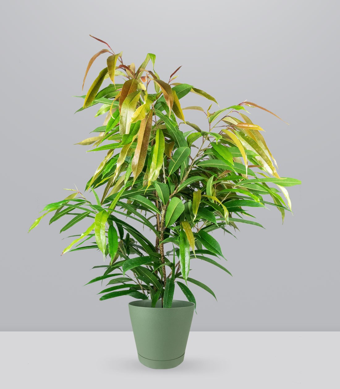 Ficus Amstel King