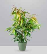 Ficus Amstel King