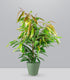 Ficus Amstel King