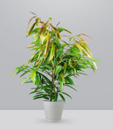 Ficus Amstel King