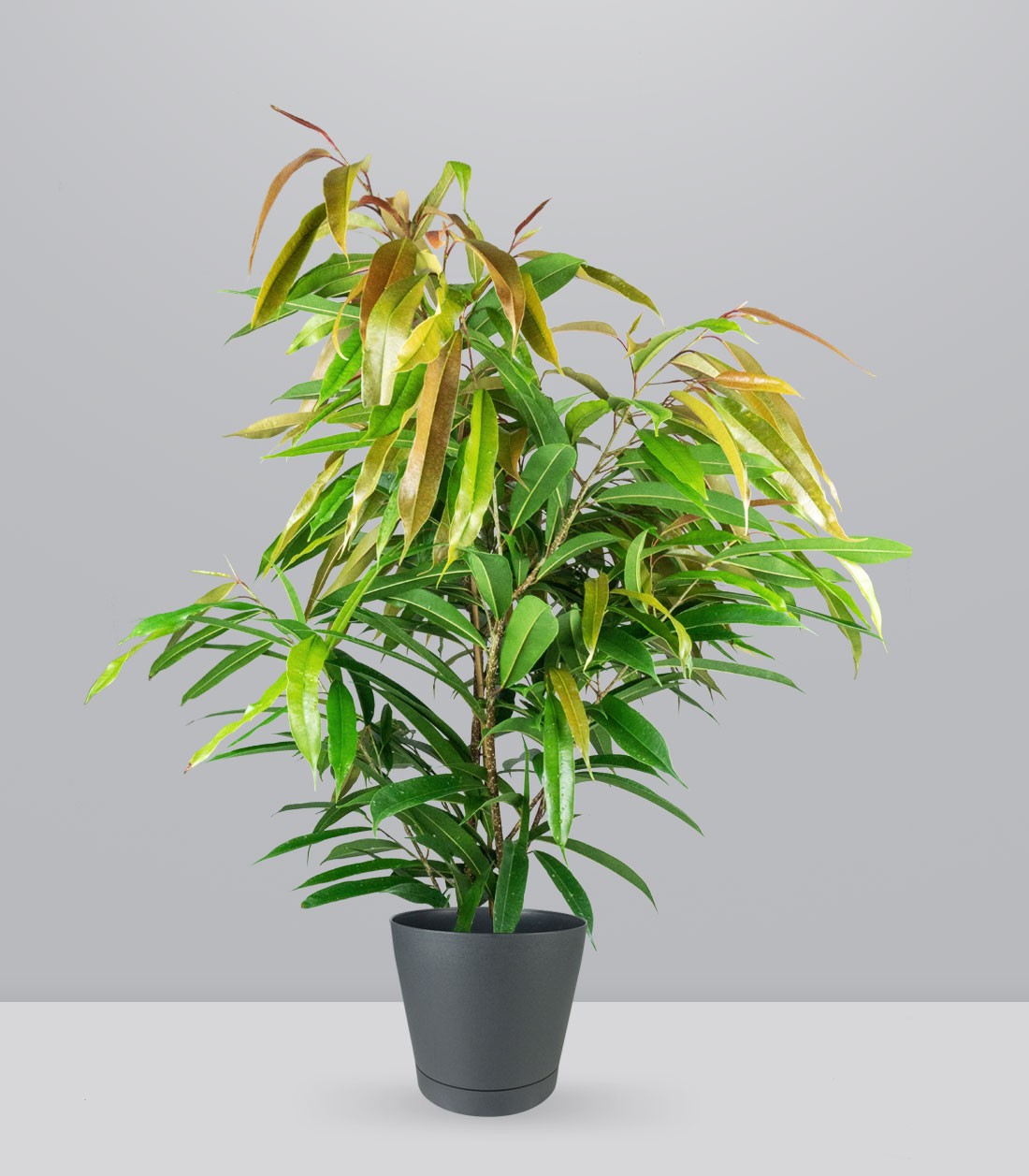 Ficus Amstel King