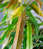 Ficus Amstel King