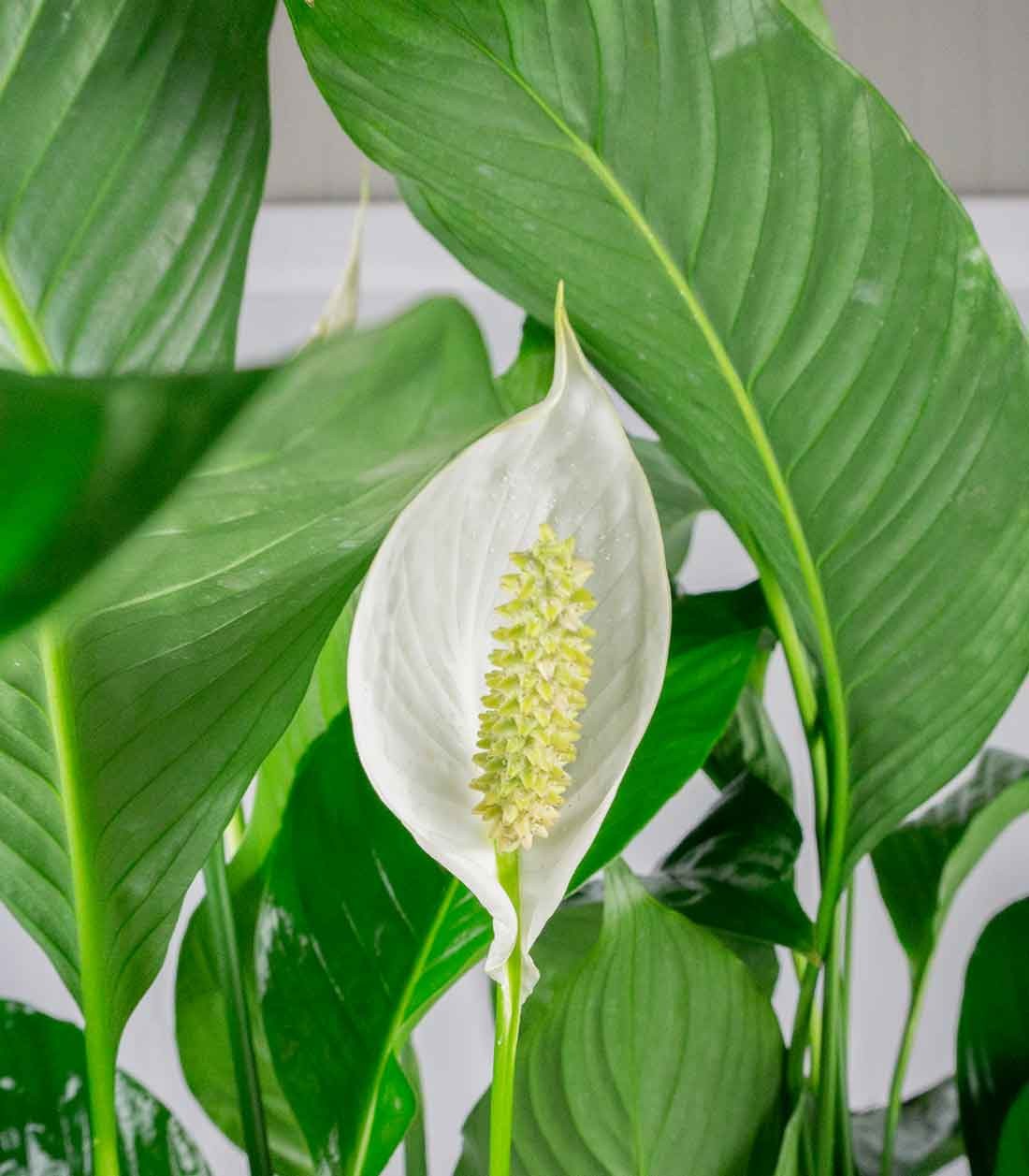 Spatifillo Pianta