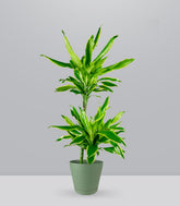 Dracena Lemon